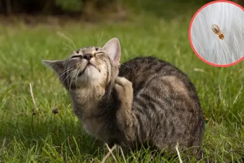 Kot drapieżnie drapie się po uchu, czując swędzenie spowodowane wszołami. W powiększeniu widać pasożyta.