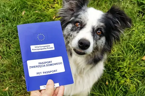 Paszport dla psa, czyli ile kosztuje wyrobienie paszportu dla psa, w rękach właściciela obok wesołego border collie na trawie.