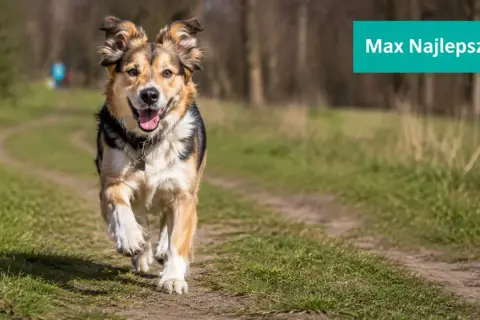 Szukasz inspiracji, jak nazwać psa? Ten radosny piesek Max biegnie przez łąkę, gotowy na przygodę.