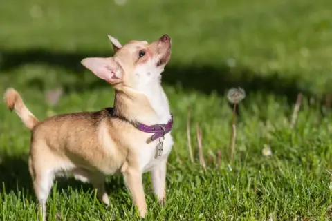 Mały chihuahua z fioletową obrożą, o żywym charakterze, obserwuje coś na trawie.