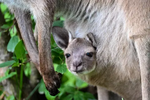 Mały kangurek wychyla się z torby mamy, pokazując, jak kangury opiekują się swoim potomstwem.