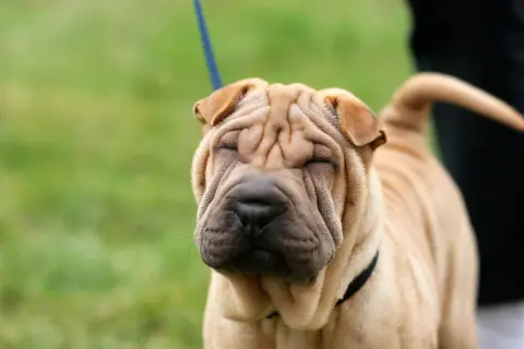 Uroczy shar pei z pomarszczoną buzią, idealny towarzysz. Sprawdź shar pei cena, jeśli marzysz o takim psie.