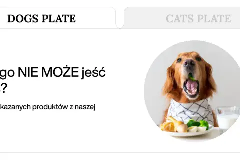 Złoty retriever z brokułem w pysku, obok talerz z jedzeniem i mleko. Temat: czego nie może jeść pies.