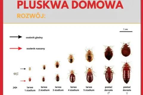 Pluskwy jak się rozmnażają - zaskakujące fakty o ich cyklu życia
