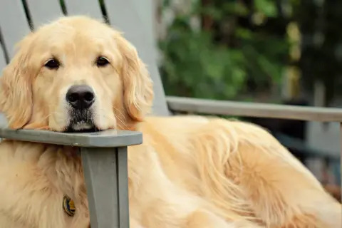 Duży pies rasy golden retriever odpoczywa na krześle ogrodowym, zrelaksowany i szczęśliwy.