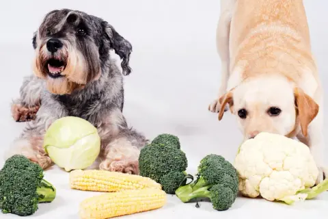 Dwa psy badają warzywa. Czy pies może jeść kalafior? Labrador wącha kalafior, a sznaucer leży obok brokułów i kapusty.