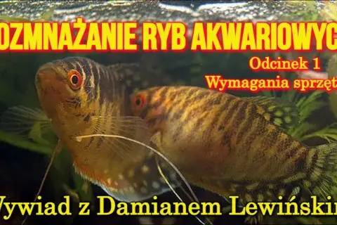 Jak rozmnażają się ryby? Odkryj tajemnice ich rozmnażania