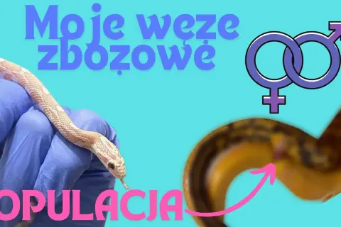 Jak rozmnażają się węże? Zaskakujące metody i procesy ich rozmnażania