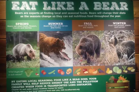 Plakat informacyjny o diecie niedźwiedzi w różnych porach roku, z ilustracjami niedźwiedzi i jedzenia.
