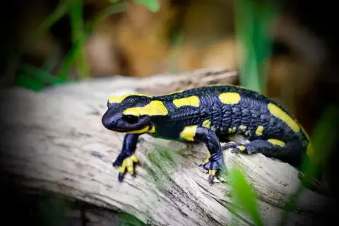 Jak salamandra czym się żywi – zaskakujące fakty o jej diecie