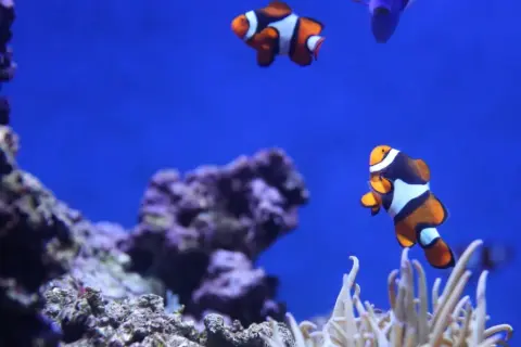 Błazenki pływające wśród koralowców w oceanarium w Świnoujściu.