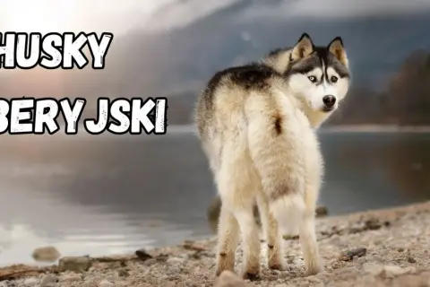 Piękny syberyjski szpic z dwukolorowymi oczami stoi na kamienistej plaży nad jeziorem.