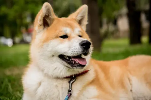 Portret psa rasy Akita Inu z otwartym pyskiem i wystawionym językiem, na tle zieleni.