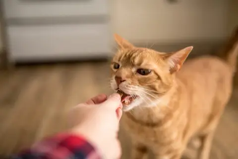 Pomarańczowy kotek zjada przysmak z ręki. To świetny sposób, jak oswoić kota i zbudować z nim więź.