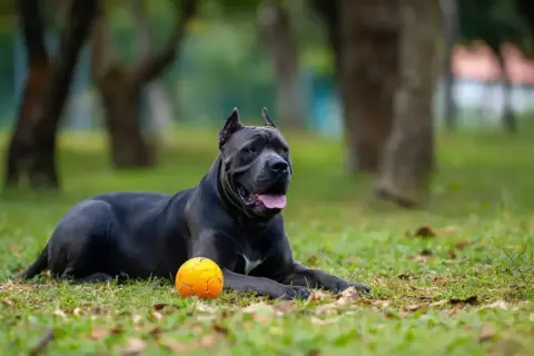 Potężny cane corso z człowiekiem odpoczywa na trawie obok pomarańczowej piłki.