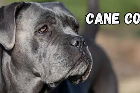Szary pies rasy Cane Corso, znany ze swojego lojalnego charakteru, patrzy w bok.