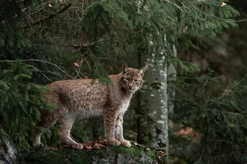 Czym się żywi ryś? Zaskakujące fakty o diecie rysia w naturze