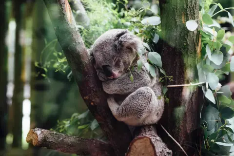 Czym się żywi koala? Odkryj tajemnice ich diety i żywienia