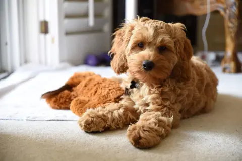 Uroczy cockapoo miniaturka leży obok pluszowego misia.