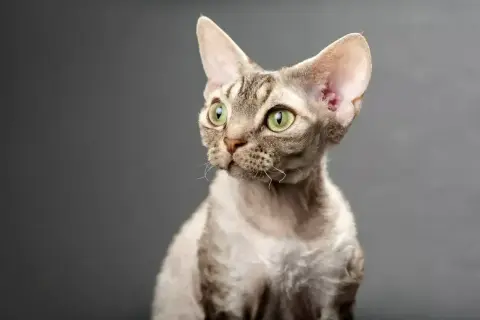 Uroczy kot rasy devon rex z zielonymi oczami, ciekawy świata. Sprawdź devon rex cena!