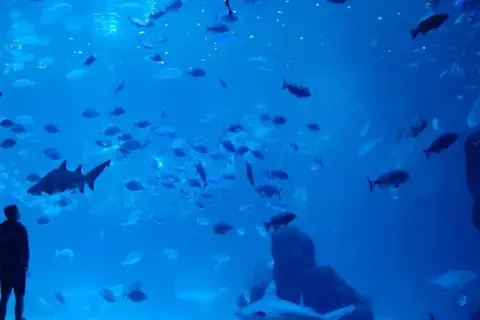 Odkryj niezwykłe atrakcje oceanarium w Gran Canarii – Poema del Mar