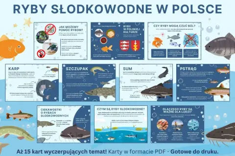 Karp to ryba, która większość osób kojarzy ze Świętami Bożego Narodzenia.