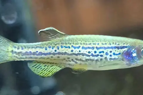 Danio pręgowane z niebieskimi plamkami, idealne do akwarium z odpowiednią temperaturą wody.