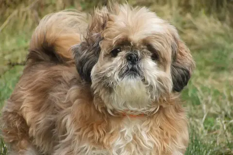 Uroczy shih tzu miniaturka z puszystą sierścią i zawiniętym ogonem pozuje na tle trawy.