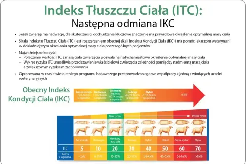 Skala ITC pomaga określić, jak odchudzić psa, pokazując zależność między masą ciała a ryzykiem chorób.