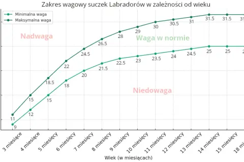 Wykres pokazuje zakres wagi suczek labradora od 3 do 18 miesięcy. Waga w normie dla labradora jest zaznaczona zielonym kolorem.