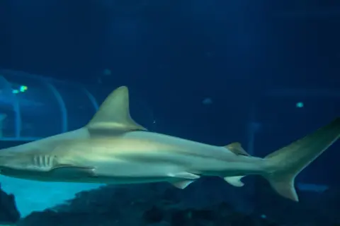 Rekin pływa w oceanarium, które jest częścią większego kompleksu, jak np. Afrykarium. Czy to to samo? Nie, to różne atrakcje.