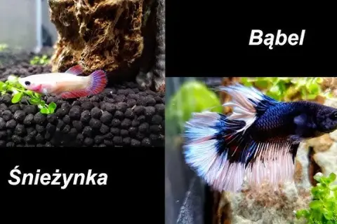 Jak się rozmnażają bojowniki – kluczowe warunki i proces tarła