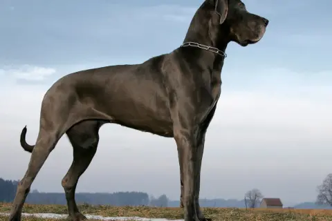 Majestatyczny dog niemiecki największy, dumny pies o szarej sierści, stoi na tle nieba i pól.