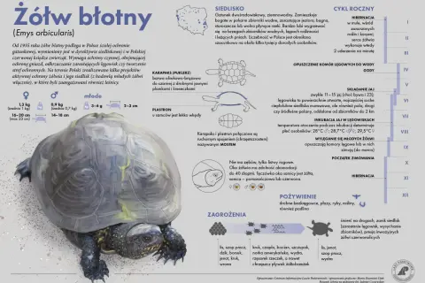 Żółw błotny żyje kilkadziesiąt lat. Informacje o jego cyklu rocznym, siedlisku i zagrożeniach.