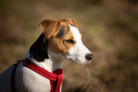 Jack Russell Terrier o żywym usposobieniu, z uwagą obserwuje otoczenie.