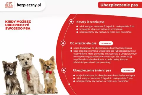 Trzy urocze psy w eleganckich muszkach i krawacie. Dowiedz się o pzu ubezpieczenie psa, kosztach leczenia, OC właściciela i ubezpieczeniu śmierci.