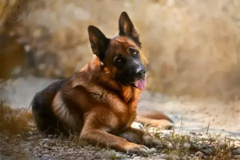 Piękny owczarek niemiecki leży na kamieniach. Jego waga, jak u większości przedstawicieli tej rasy, mieści się w przedziale 22-40 kg.