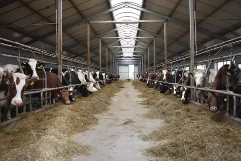 Wielka obora pełna krów, które jedzą siano. Widać, co je krowa, gdy jest karmiona.