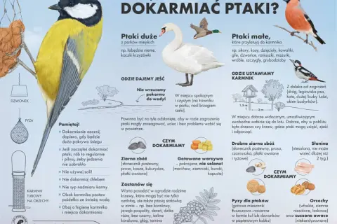 Ptaki jedzą ziarna zbóż, warzywa, słoninę i orzechy. Unikaj chleba i soli.