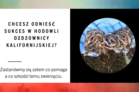 Jak rozmnażają się dżdżownice? Odkryj zaskakujące metody rozmnażania