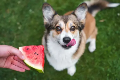Corgi z językiem na wierzchu patrzy na kawałek arbuza, zastanawiając się, czy pies może jeść arbuza.