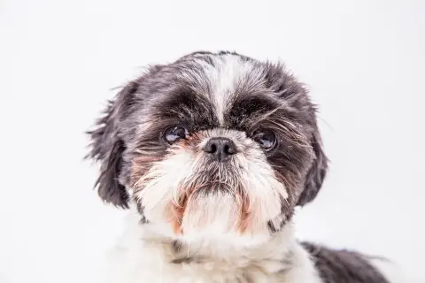 Uroczy shih tzu tricolor z puszystą sierścią i błyszczącymi oczami patrzy prosto w obiektyw.