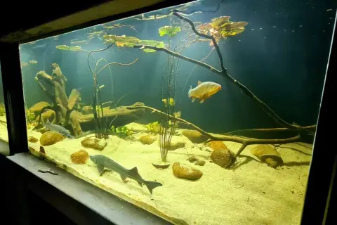 Oceanarium Zakopane - Fascynujący świat ryb i podwodnych stworzeń