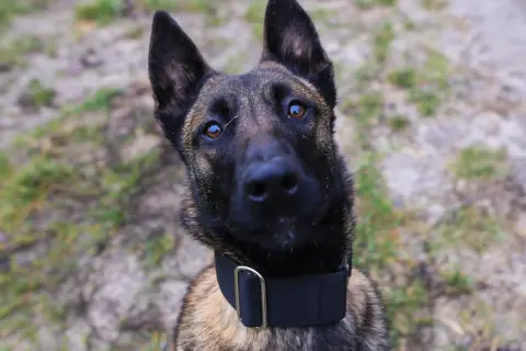 Czujny pies policyjny rasy malinois, z uwagą patrzy w obiektyw.