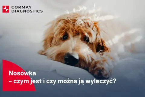 Smutny piesek leży na białym tle. Tekst informuje o objawach nosówki u psa i możliwościach leczenia.