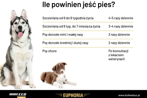 Tabela: ile powinien jeść szczeniak i dorosły pies. Podano zalecenia dla szczeniąt w różnym wieku, psów małych, średnich i dużych ras oraz chorych.
