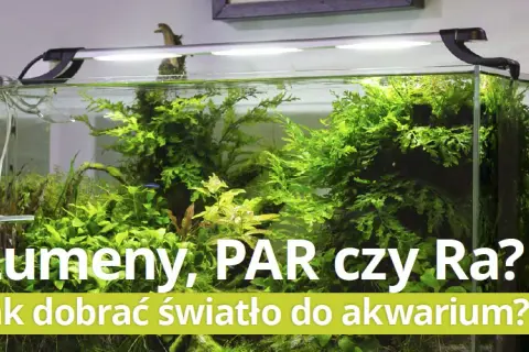 Jaką barwę światła wybrać do akwarium, aby rośliny rosły lepiej?