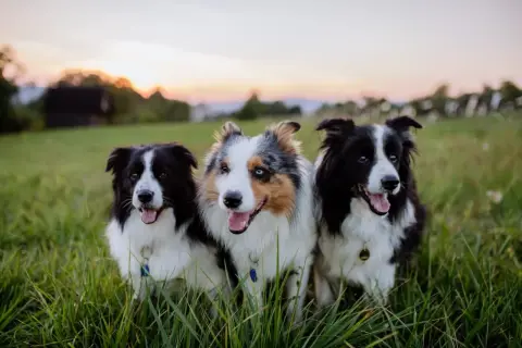 Trzy border collie z pięknym umaszczeniem siedzą w trawie o zachodzie słońca.