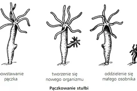 Jak rozmnażają się zwierzęta? Odkryj fascynujące metody i procesy