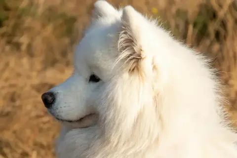 Uroczy samoyed w zbliżeniu, z puszystym białym futrem. Zastanawiasz się nad samoyed cena?